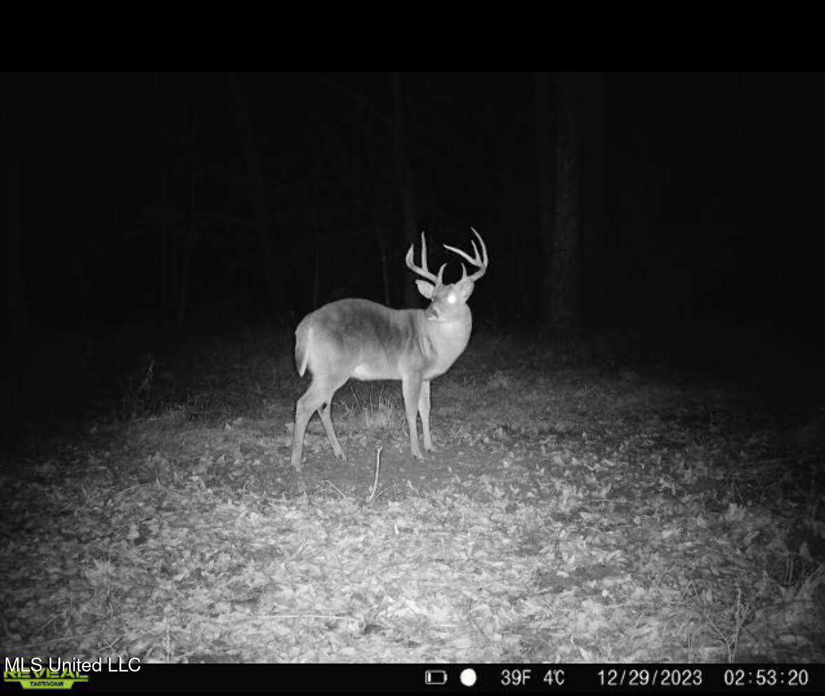 0 Pleasant Lane Wesson, MS 39191 - Photo 6 of 22 2