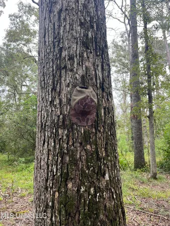 $275,000 | Ms-35, Forest, MS 39074