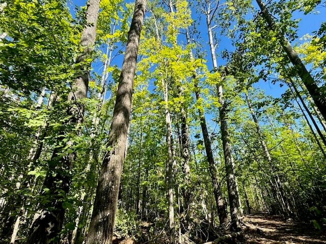 Parcel C Long Lake Road Cheboygan, MI 49721 - Photo 3 of 13 Parcel B Forest 4