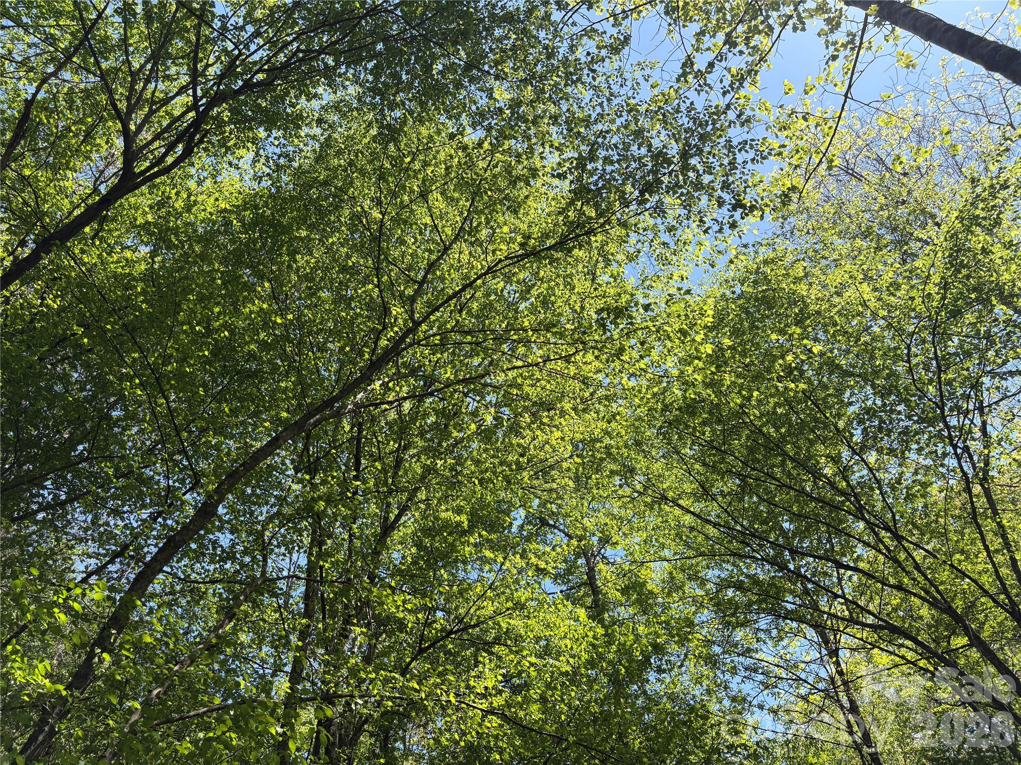 6 Hopewell Church Road, Unit 6 Hiddenite, NC 28636 - Photo 32 of 33 a view of a lush green forest