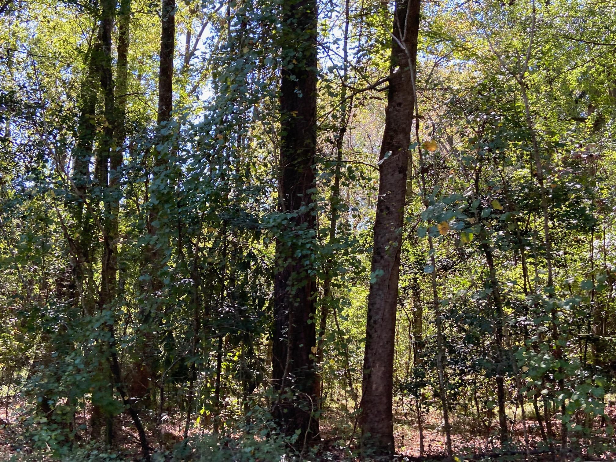 738 Todd Creek Road Neeses, SC 29107 - Photo 6 of 15 IMG_9489
