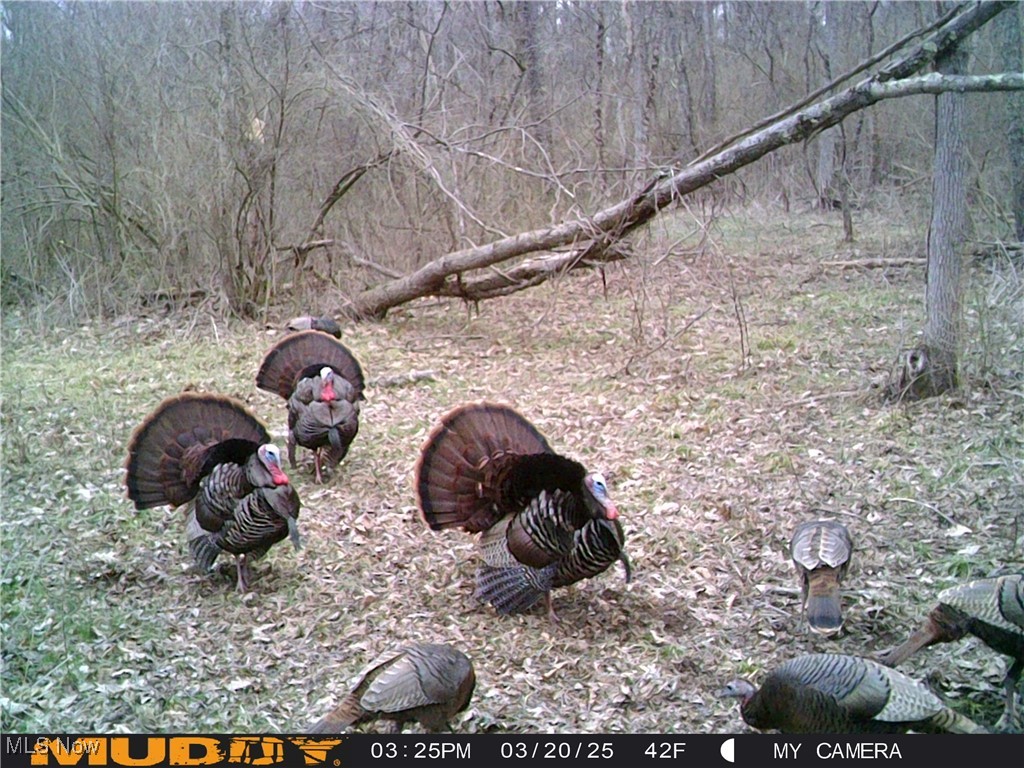 35620 Egypt North Road Barnesville, OH 43713 - Photo 40 of 41 Trail Cam pictures of wildlife on property
