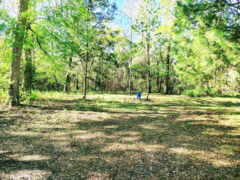 3440 County Road 656 Webster, FL 33597 - Photo 13 of 14 a view of a park with large trees