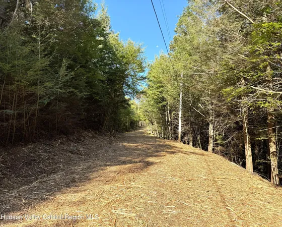 a view of a backyard with large trees