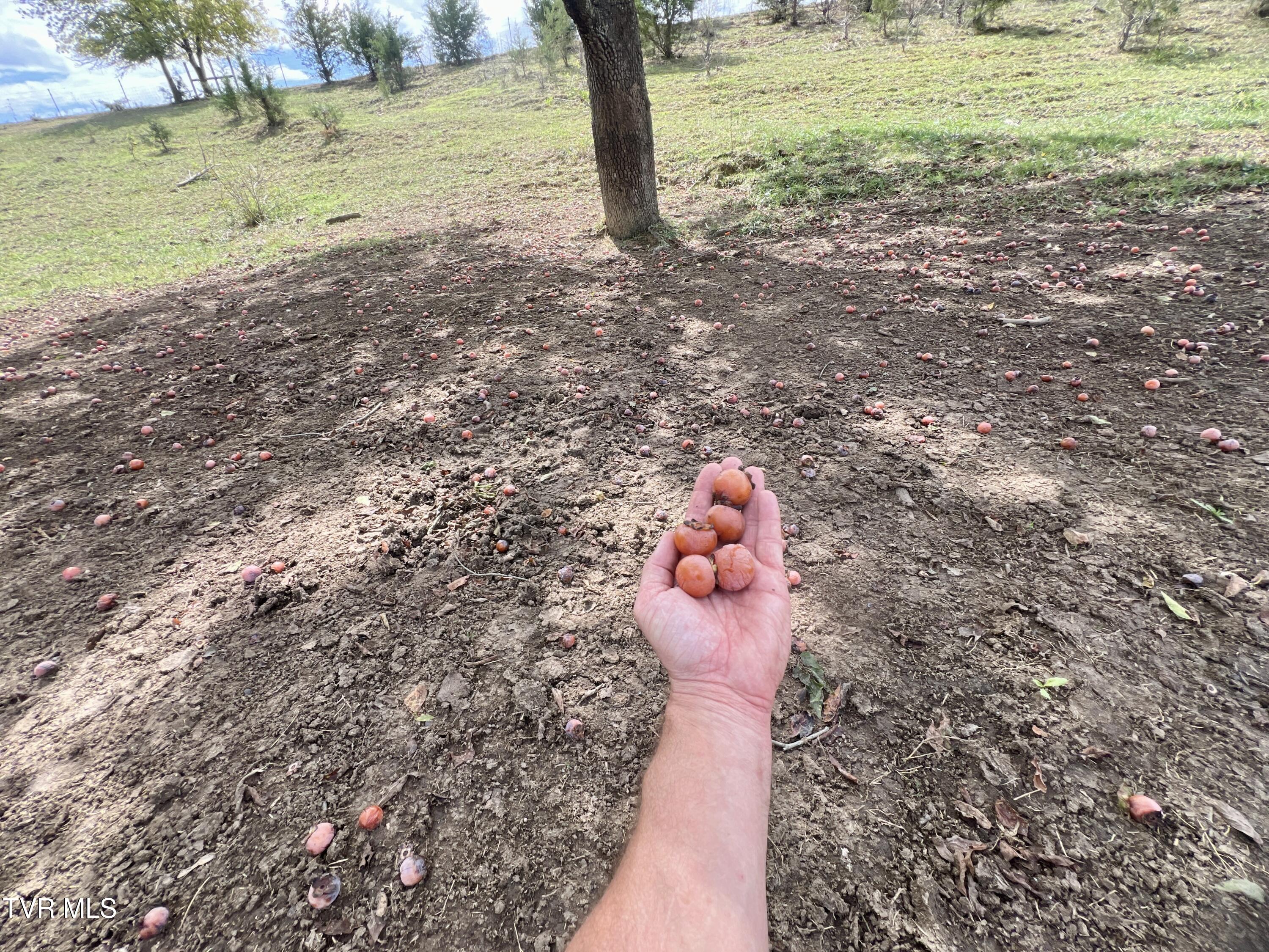 1550 Mt Hope Road, Unit 1 Mohawk, TN 37810 - Photo 103 of 113 _Pic102jpg