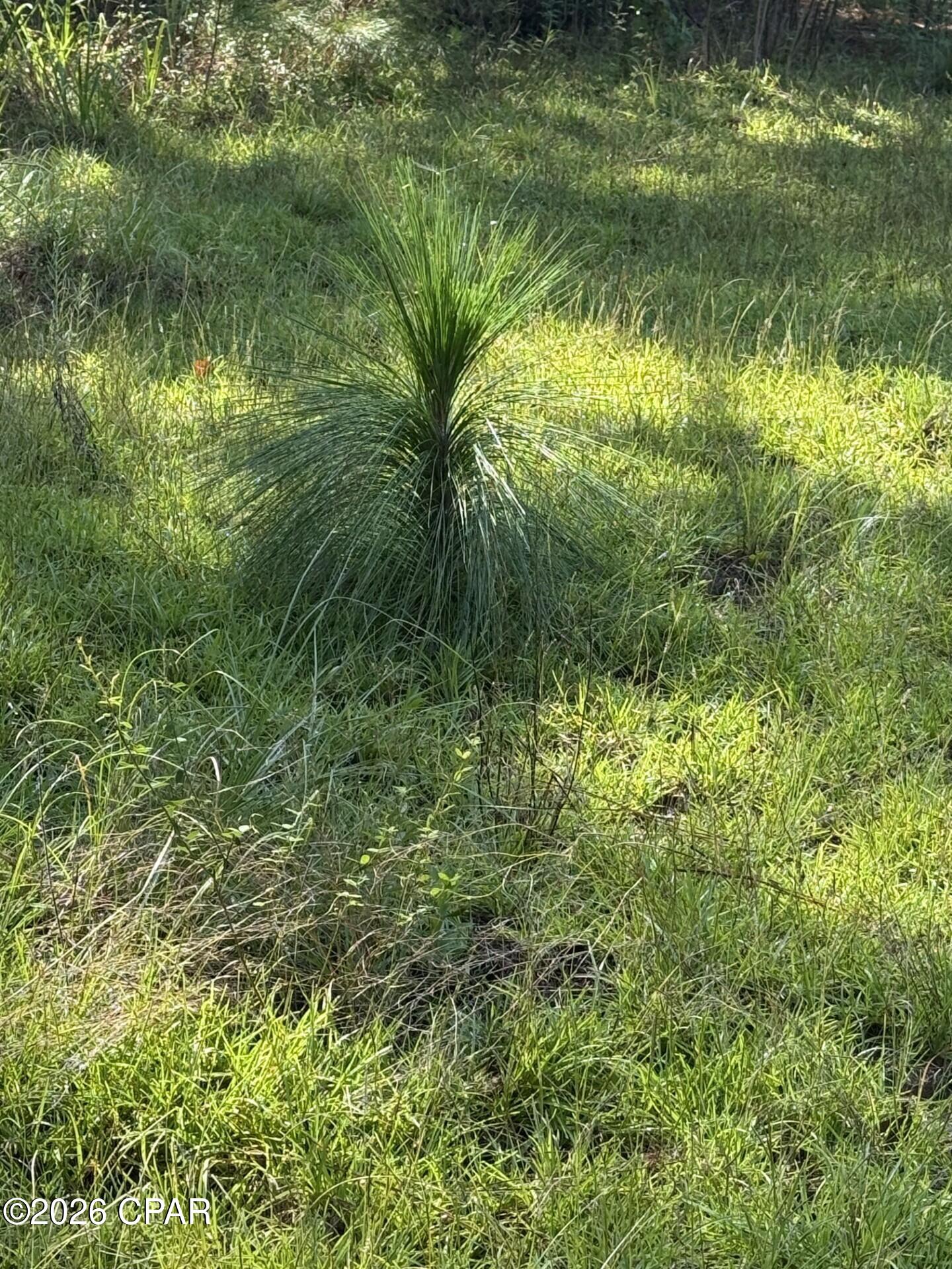 0 Jacob Road Marianna, FL 32446 - Photo 5 of 18 Gallery Image 5