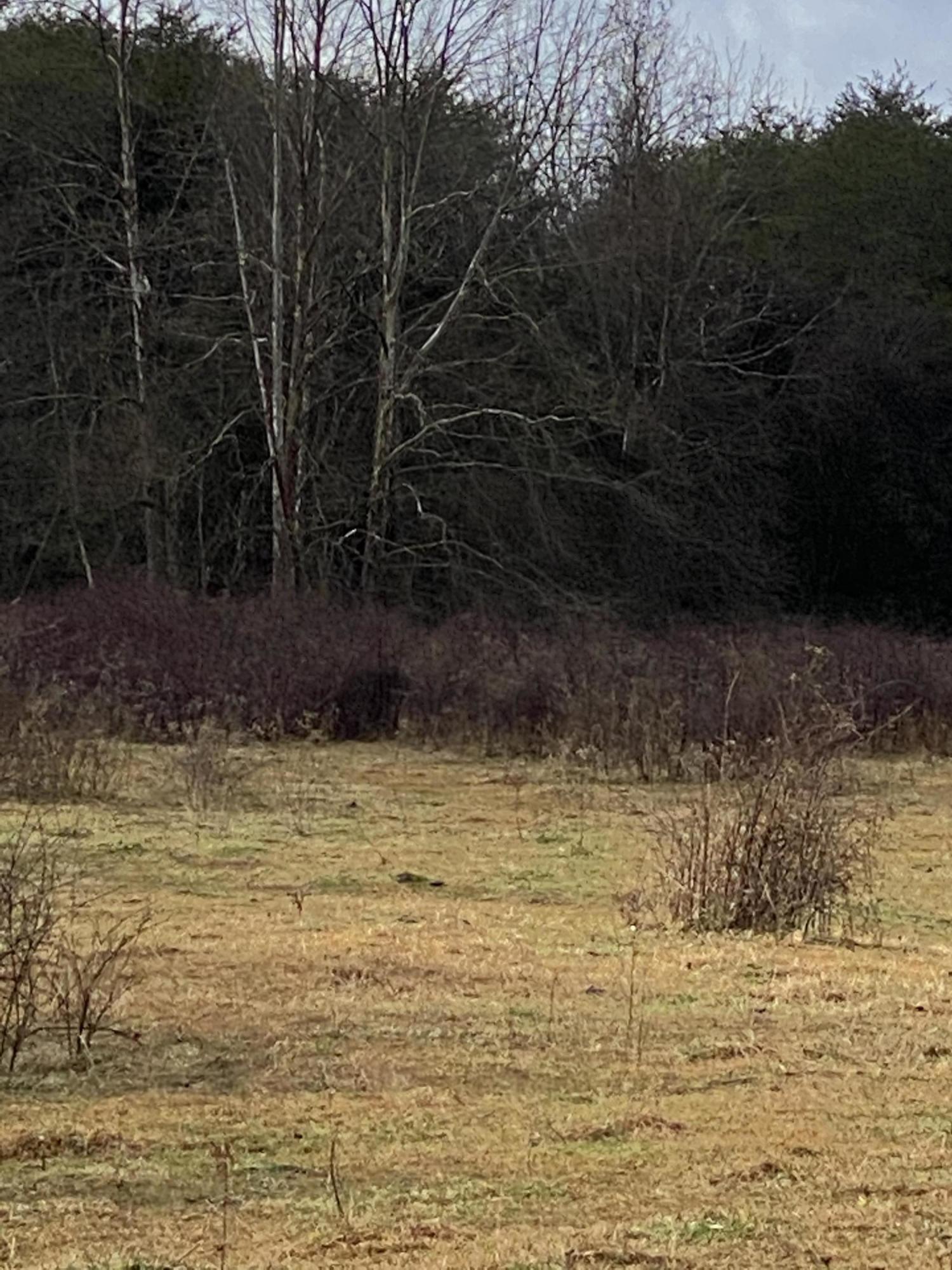 0 Rutledge Pike Rutledge, TN 37861 - Photo 21 of 26 IMG_9572