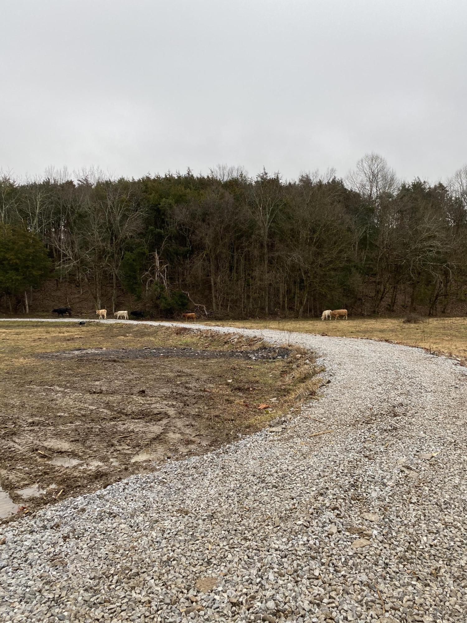 0 Rutledge Pike Rutledge, TN 37861 - Photo 7 of 26 IMG_9544