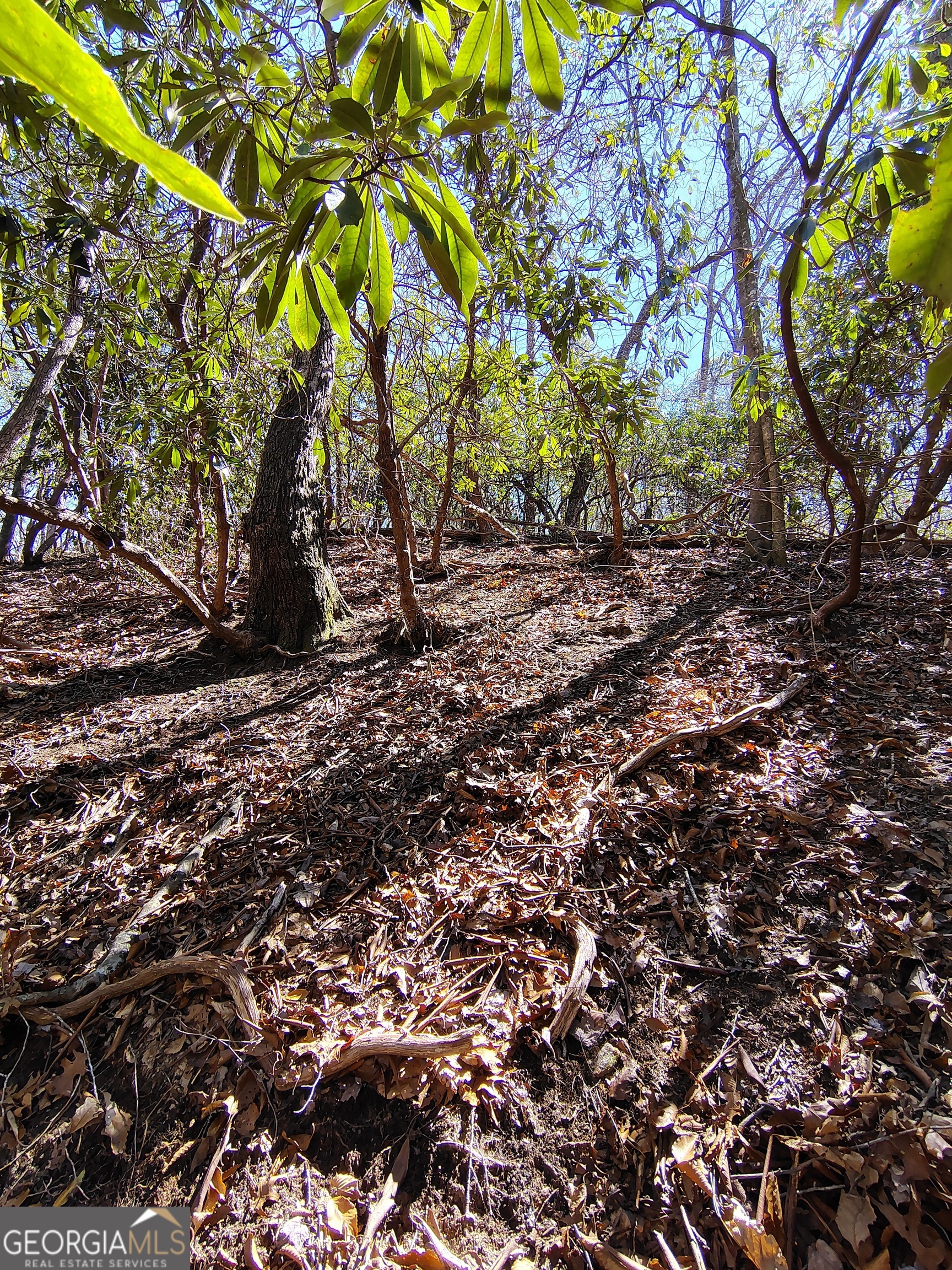 0 Ivy Rdg Way, Unit LOT 50 Clarkesville, GA 30523 - Photo 14 of 29