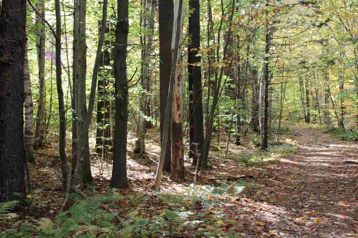 44 Hemlock Hill Road, Unit 4 Wardsboro, VT 05355 - Photo 22 of 23 Gallery Image 22