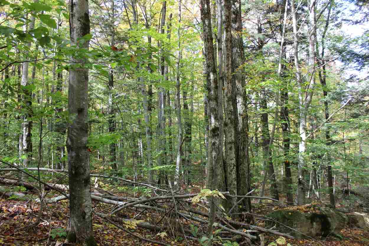 44 Hemlock Hill Road, Unit 4 Wardsboro, VT 05355 - Photo 9 of 23 Gallery Image 9