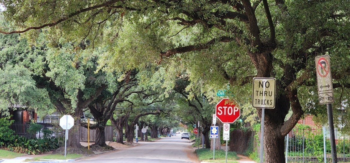 1621 California Street Houston, TX 77006 - Photo 11 of 18 shady streets lined with canopy of magnificent oak trees