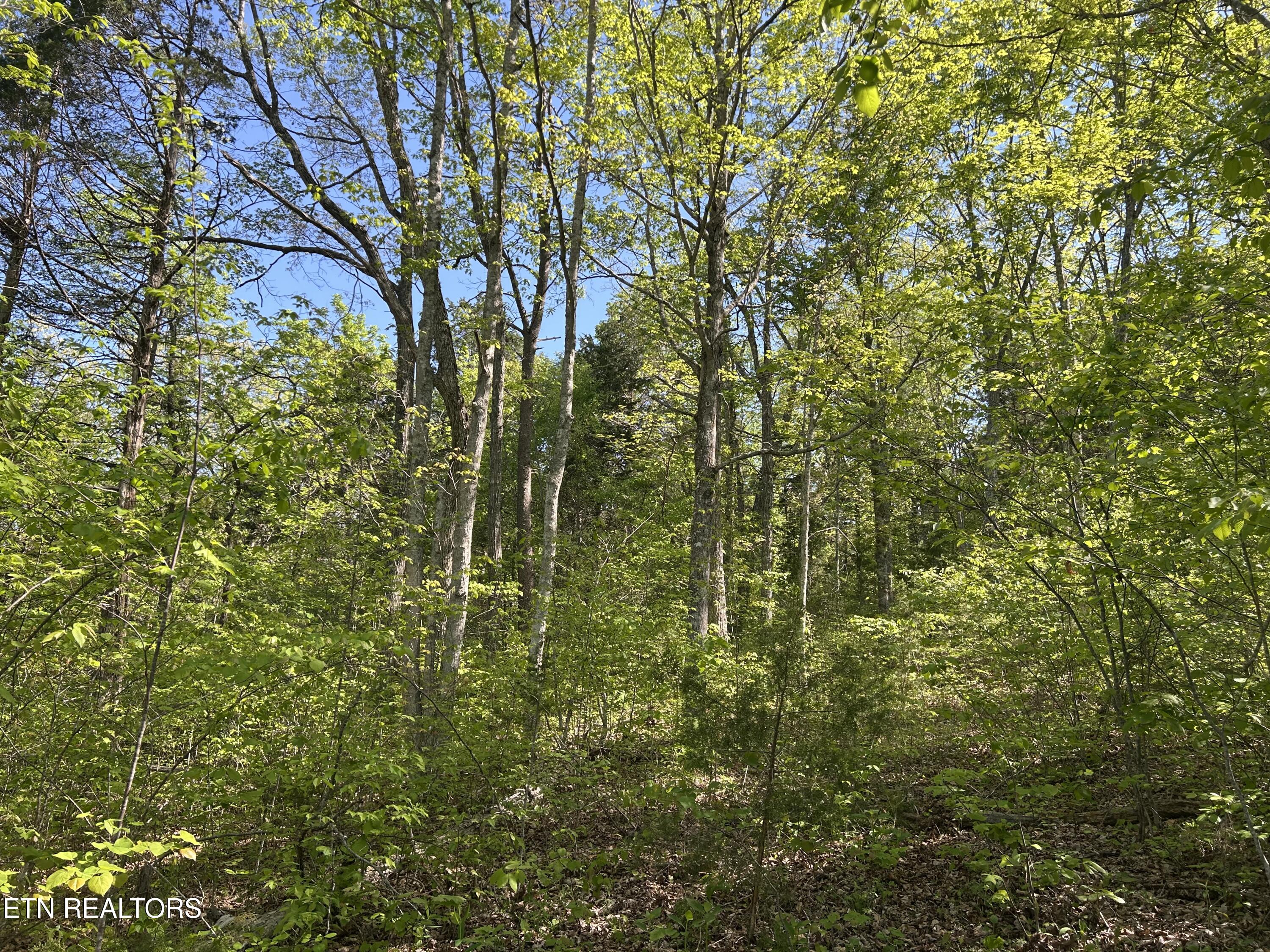 Long Hollow Road Sneedville, TN 37869 - Photo 7 of 7 IMG_6180