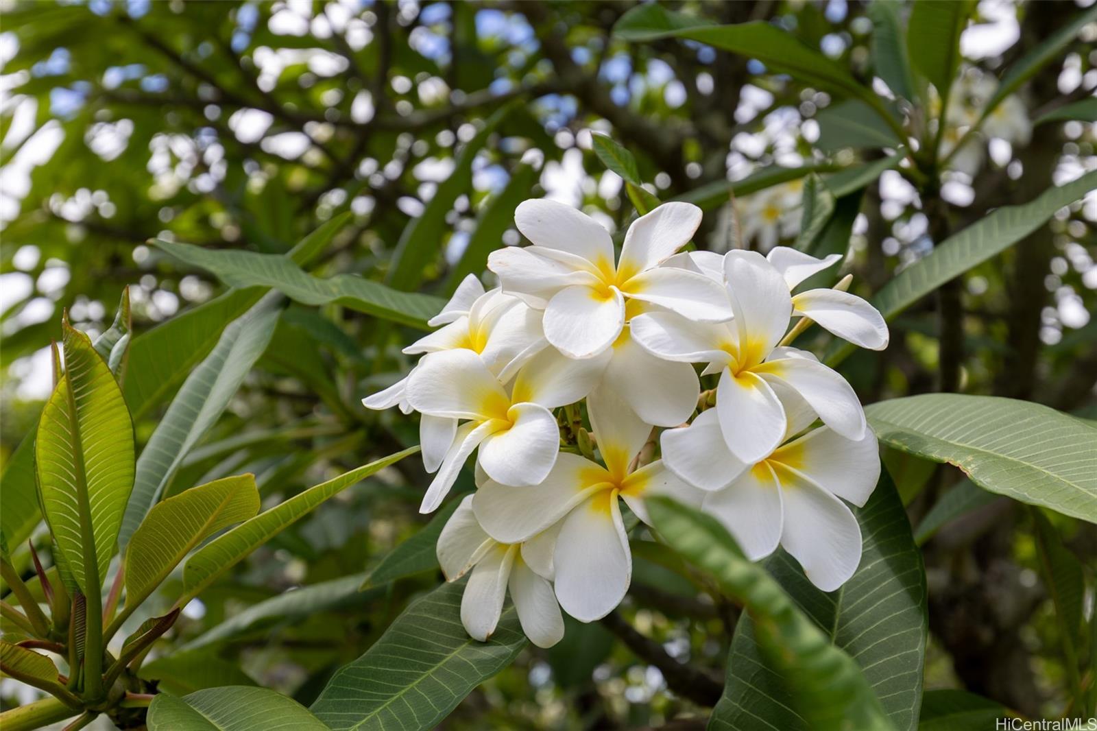 176 Kuulei Road Kailua, HI 96734 - Photo 20 of 25 Beautiful mature plumeria trees!