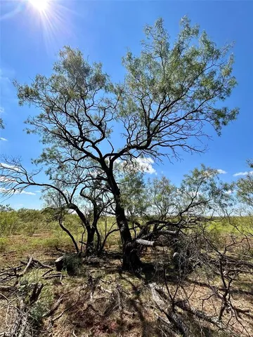 a view of a tree with a yard