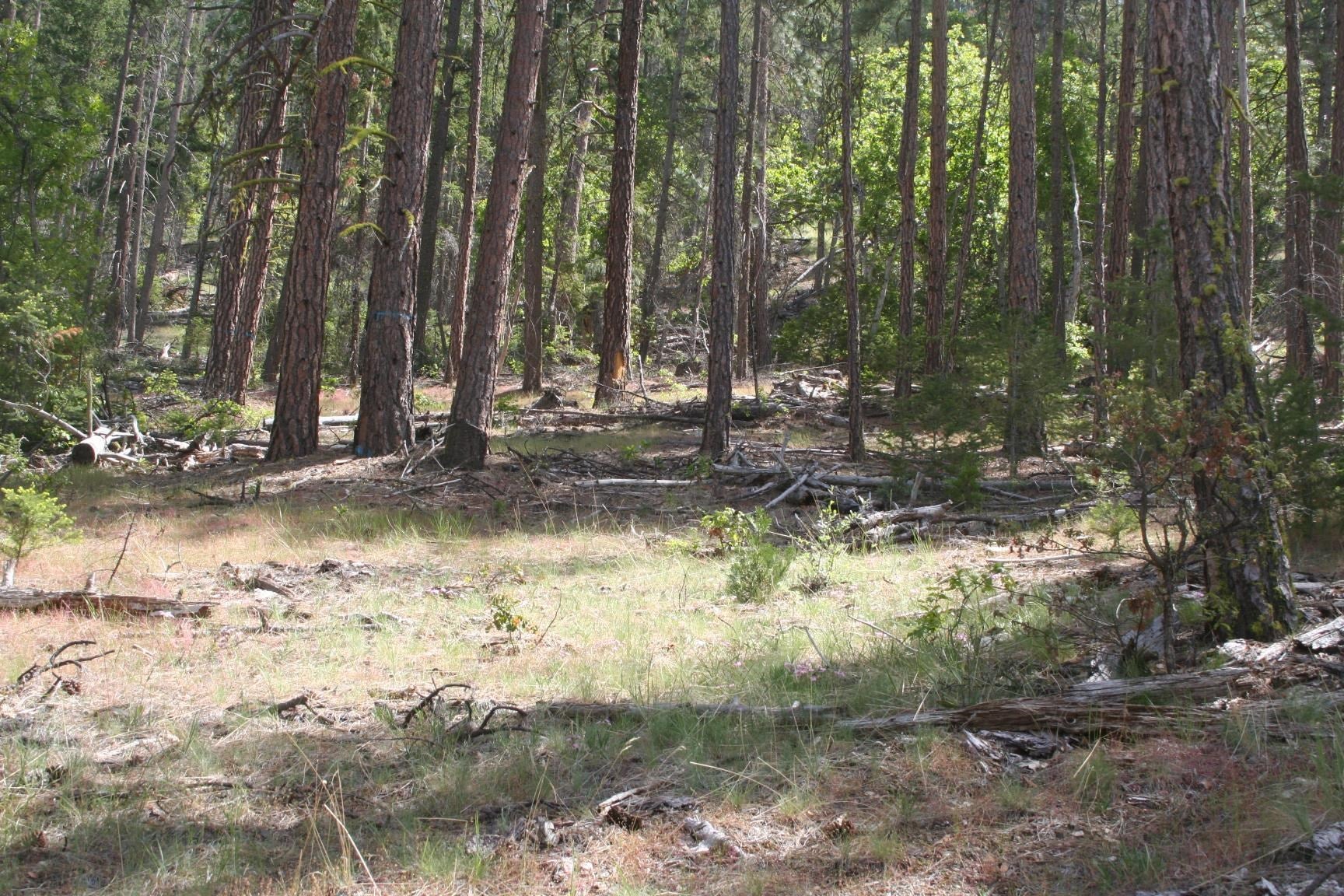 0 Gazelle Callahan Road Callahan, CA 96014 - Photo 6 of 10 Gallery Image 6