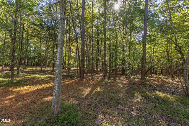 a view of a tree in a yard