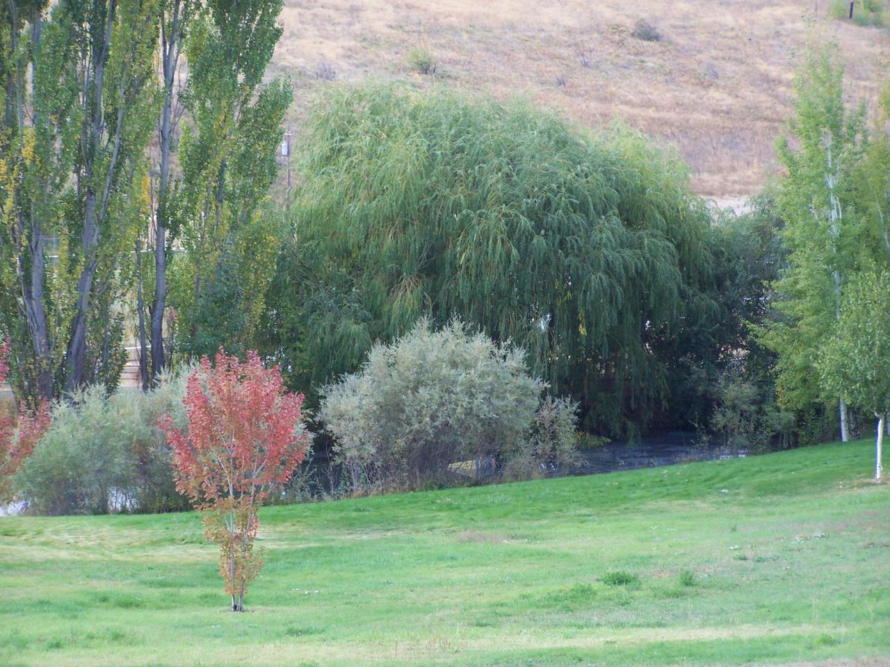 12202 Summitview Ext Road Yakima, WA 98908 - Photo 3 of 19 a backyard of a house with lots of green space
