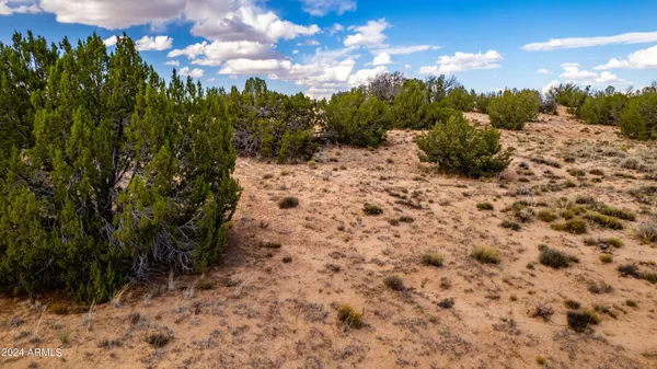 a view of a dry yard with trees