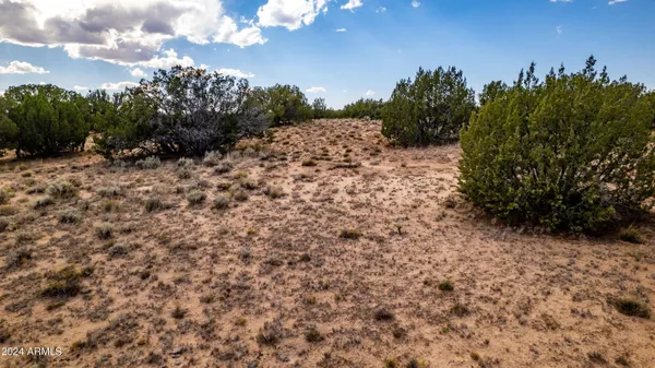 a view of a dry yard with lots of trees