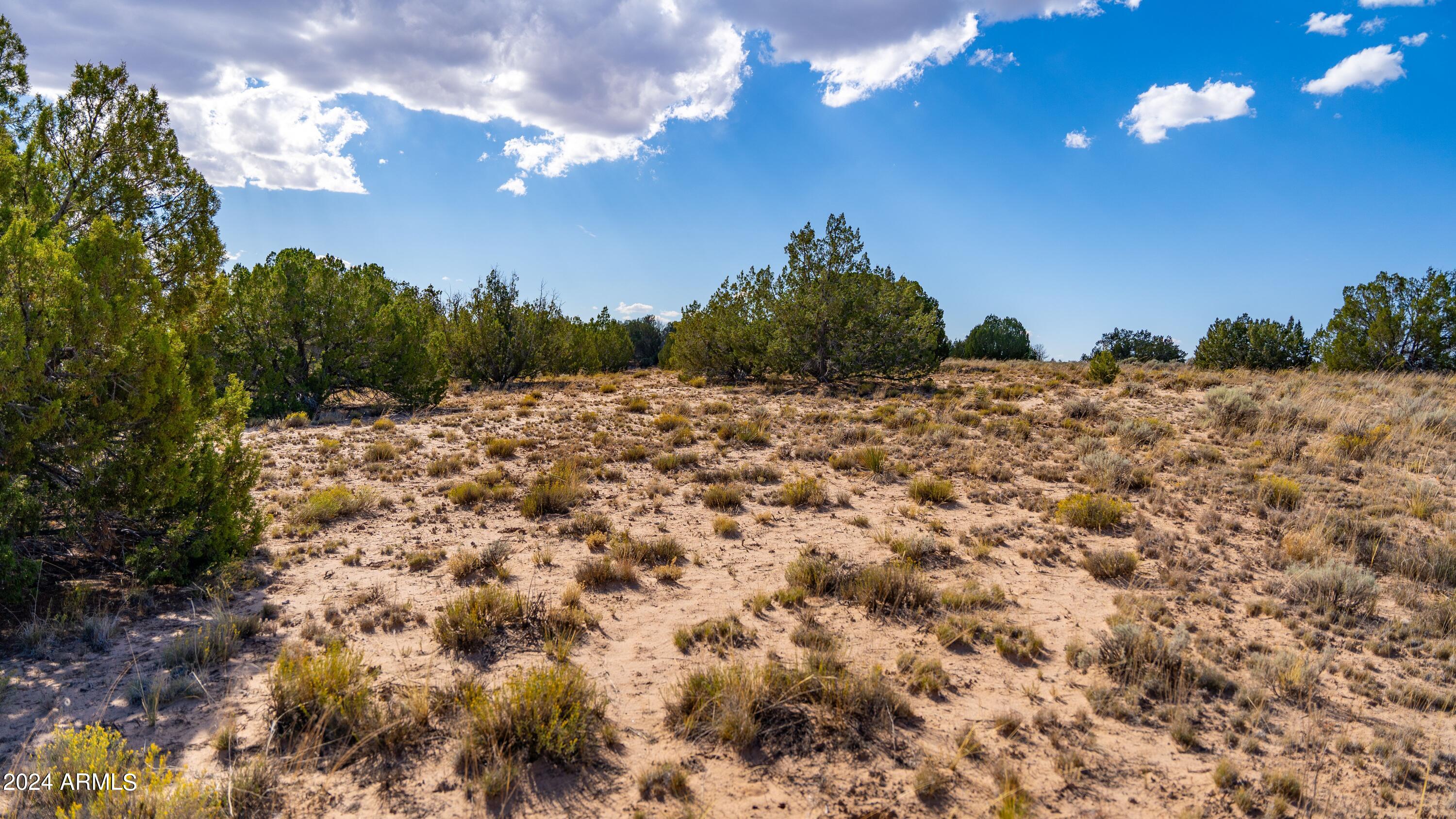 N7204 North N7204 St. Johns, AZ 85936 - Photo 17 of 23 a view of a dry yard with lots of trees