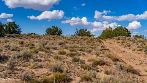 a view of a bunch of flowers in middle of the yard