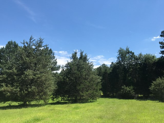 Lot 5 Guillebeau Road Lincolnton, GA 30817 - Photo 14 of 25 Gallery Image 14