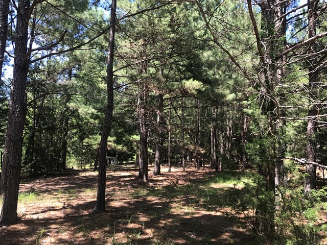 Lot 5 Guillebeau Road Lincolnton, GA 30817 - Photo 4 of 25 Gallery Image 4