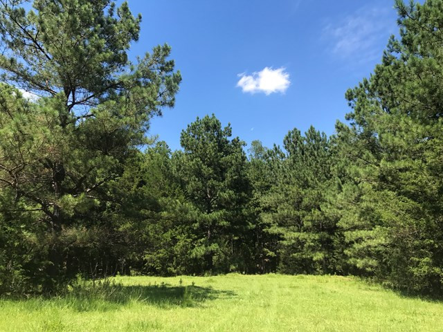 Lot 5 Guillebeau Road Lincolnton, GA 30817 - Photo 6 of 25 Gallery Image 6