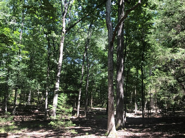 Lot 5 Guillebeau Road Lincolnton, GA 30817 - Photo 8 of 25 Gallery Image 8