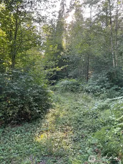 a view of a forest with trees all around