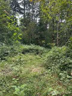 a view of a lush green forest