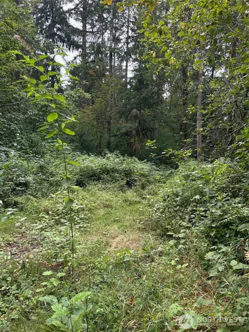 a view of a lush green forest