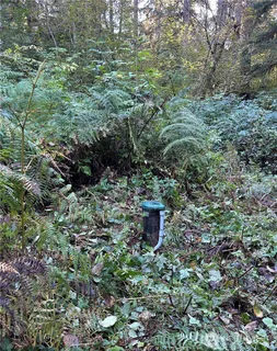a view of a yard with large trees