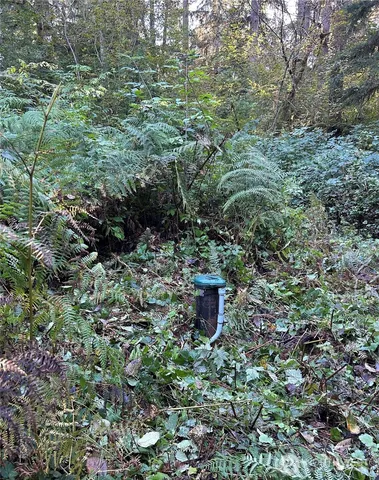 a view of a yard with large trees