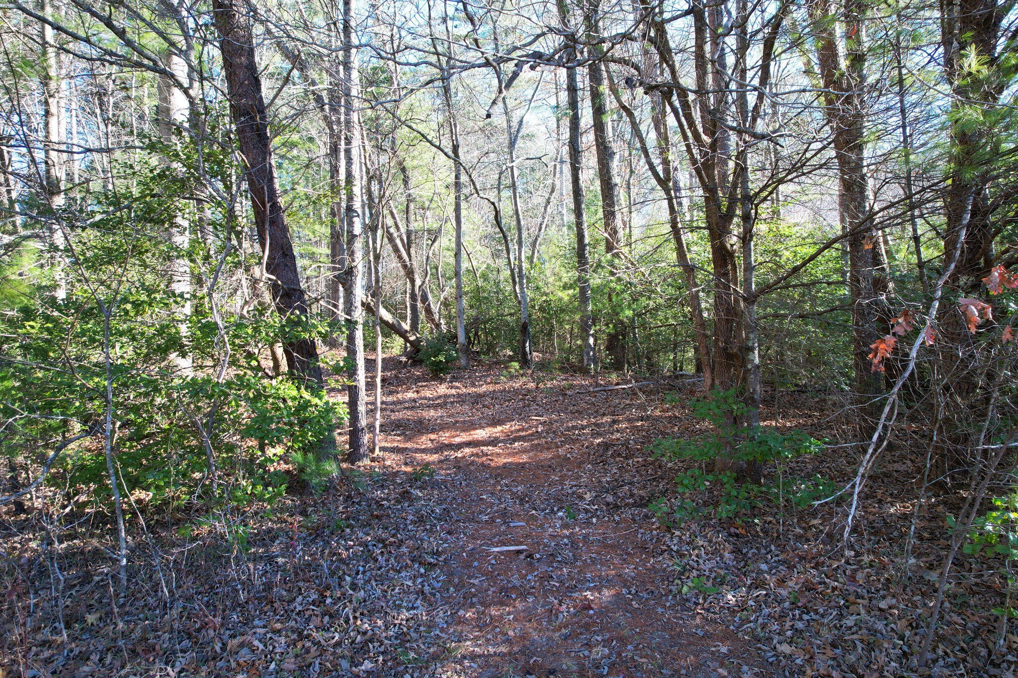 180 McJunkin Road Tellico Plains, TN 37385 - Photo 4 of 60 a view of outdoor space and green space