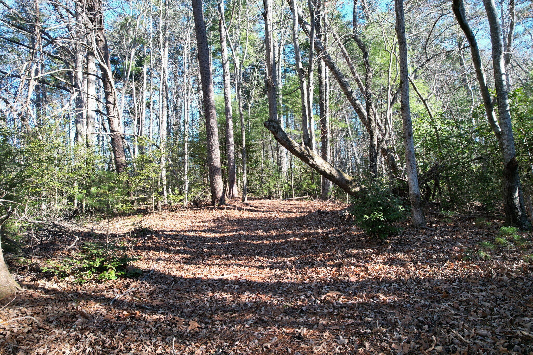 180 McJunkin Road Tellico Plains, TN 37385 - Photo 58 of 60 a view of a yard with plants and trees