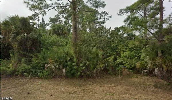 a view of a forest with trees in the background