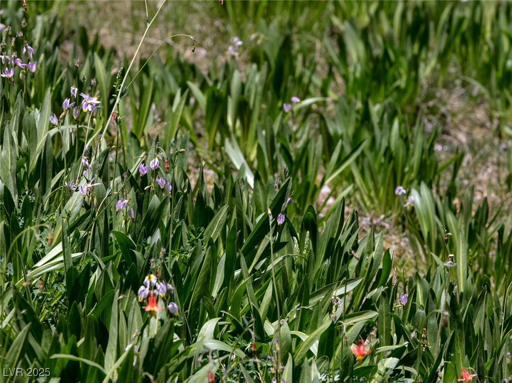 4085 Cougar Ridge Trail Mount Charleston, NV 89124 - Photo 18 of 64
