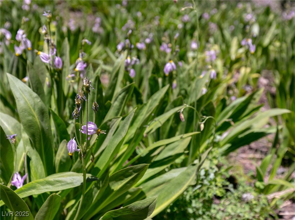 4085 Cougar Ridge Trail Mount Charleston, NV 89124 - Photo 21 of 64