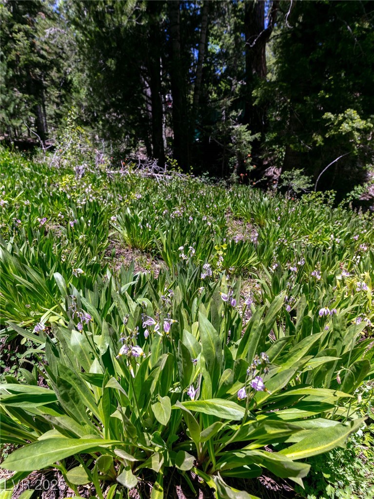 4085 Cougar Ridge Trail Mount Charleston, NV 89124 - Photo 22 of 64