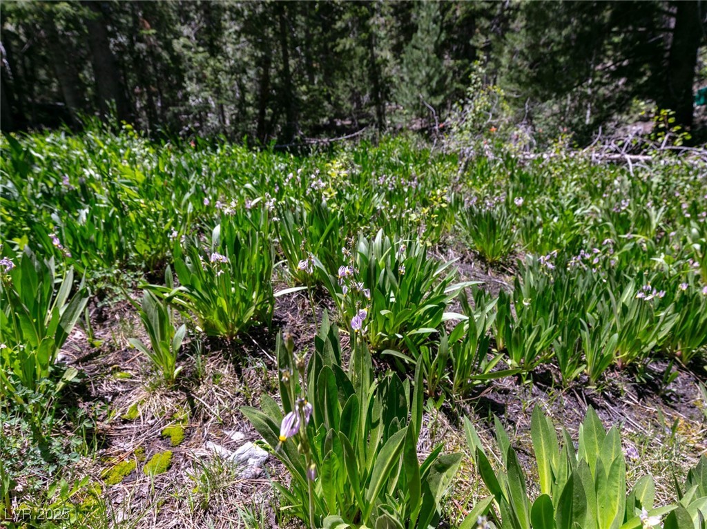 4085 Cougar Ridge Trail Mount Charleston, NV 89124 - Photo 23 of 64