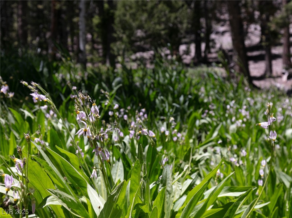 4085 Cougar Ridge Trail Mount Charleston, NV 89124 - Photo 41 of 64