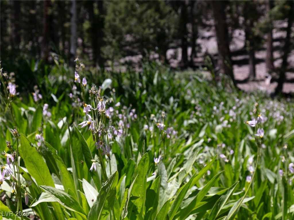 4085 Cougar Ridge Trail Mount Charleston, NV 89124 - Photo 42 of 64