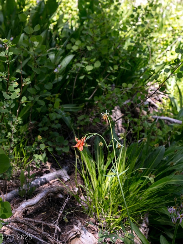 4085 Cougar Ridge Trail Mount Charleston, NV 89124 - Photo 44 of 64