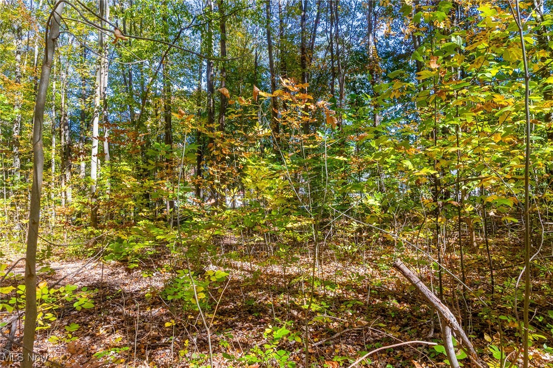 529 Furnace Road Conneaut, OH 44030 - Photo 12 of 37 View of woods