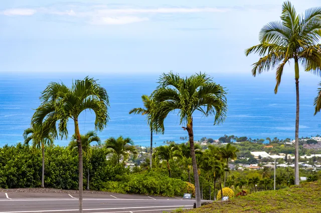 a view of multiple palm trees