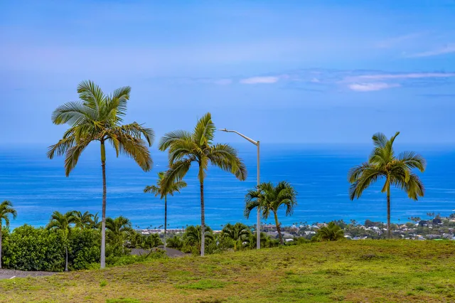 a view of three palm trees