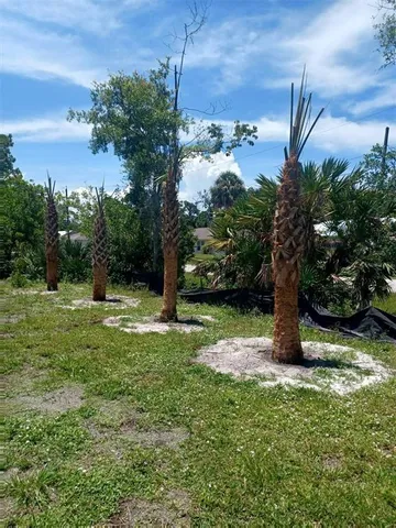 a view of a tree in a yard