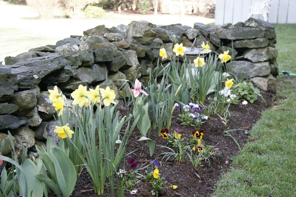 111 Barretts Mill Road Concord, MA 01742 - Photo 28 of 29 a view of banana tree